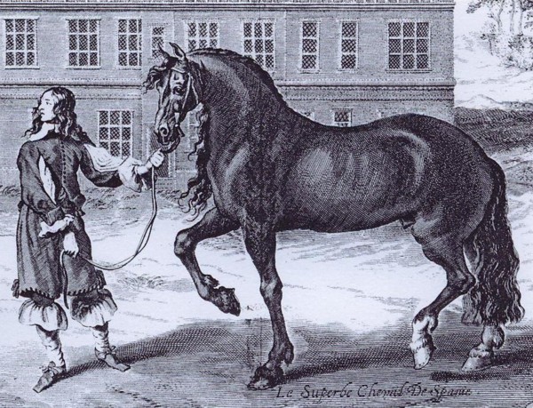 Cavallo spagnolo
